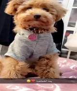 انثى توي بول للبيع