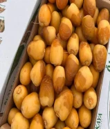 رطب اخلاص وادي الدواسر