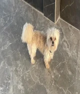ضياع من يجده يتصل بي شكرا