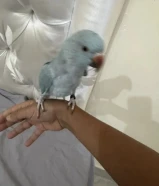 كروان و دره هندي للبيع