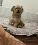 Dogs for adoption
