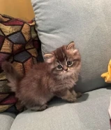 Kitten for sale