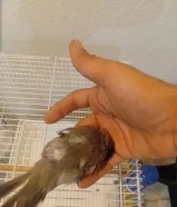 للبيع بلبل عراقي