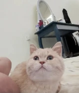 للبيع قط ذكر