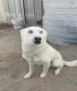 هاسكي ابيض ذكر و الثانيه نثيه