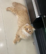 قط شيرازي للبيع 5 شهور