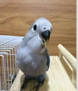 لوف بيرد الروز ربوه أليف يصلح حق الصغار والكبار نهاية عس تناديه تعال يجيك