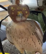 للبيع ترمه مدرب يأكل على الايد