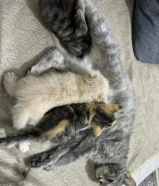 4 قطط للتبني