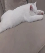 تبني ذكر ثلجي نظيف خالي من الامراض لعدم التفرغ