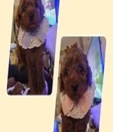 بودل ذكر وانثي