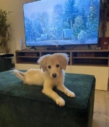 للبيع كلبة قولدن ريتريفر ميكس سبيتز