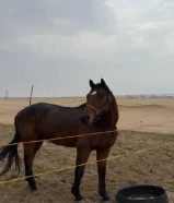 حصان انقليزي