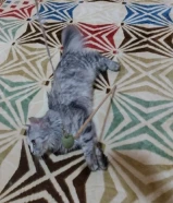 3 قطط للتبني