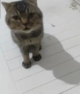 سكوتش ذكر للتبني