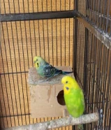 للبيع او للبدل زوج بادجي وزوج لوفيرد مبيض حالين