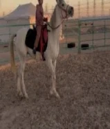 للبيع فرس بلدي99616131