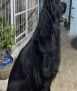 متاح اقوى ذكر رويال بلاك ورق Fci ابن الاسطوره بلاك