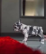 فرنش بولدوج French bulldog