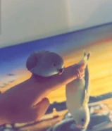 للبيع صن كنيور
