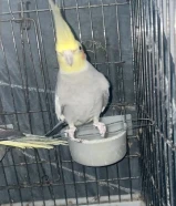 كروان زوج وسعر مزاد