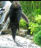 Freshwater Fish for sale. Prices in the decription. سمك ماي عذب للبيع. الاسعار