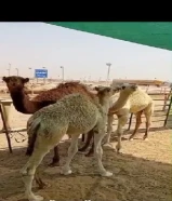 قعدان محلية