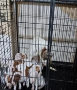 للبيع بيتابول يراوه العمر شهرين