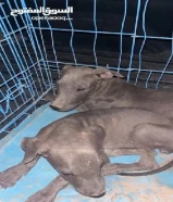 لبيع جلاب بيتبول نثيه وفحل العمر بين شهرين ل ثلاث