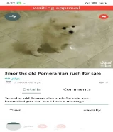 Quality bear type Pomeranian puppy