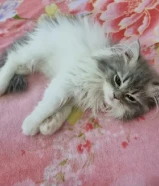 Scottish Straight female