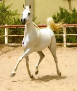 للبيع افرس وامهر عربي اصيل بيور