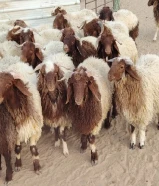 للبيع طليان نعيم سوري طيبه جميع الأعمار شي فاخر من الاخر أوزان تقيله طلي مربوط بري ناهي حي او مذبوح