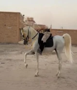 خيل للبيع مصري