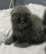 للبيع كتن سكوتش فولد