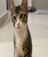 للتبني قط ذكر عمره 3 شهور