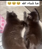 قطط انثي تبني