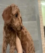 البيع توي بودل