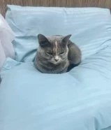 قطط للتبني