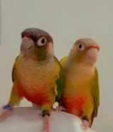 للبيع طيور كنيور