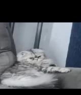 قطه للتبني