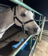 للبيع حصان بلدي