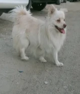 للبيع كلب سيكيمون امريكي اليف ولطيف واضح بل صور