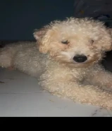 للبيع جلبه بودل حجمها صغير حيل و لعوبه و متدربه على البادز و مو مزعجه