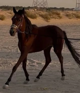 للبيع فلو انقليزي