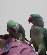 Parrots pair for sale