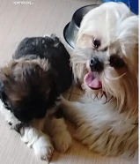 4Sale puppies ،Shih Tzu pure Breed