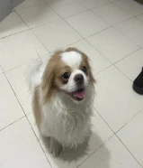 Puppies Shih Tzu for sale . Pure breed