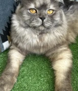 و الله القطوا ما أعرف نوعه بس للبيع