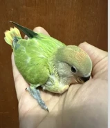 فروخ اللوف بيرد